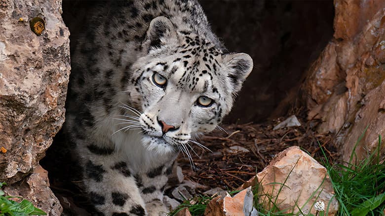 Backdrop from Snow Leopards and Friends
