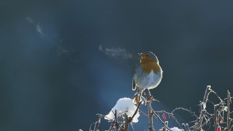 Кадр із фільму «Attenborough's Wonder of Song»