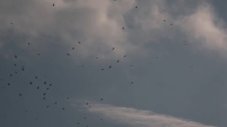 Backdrop from The Sky Seemed Too High