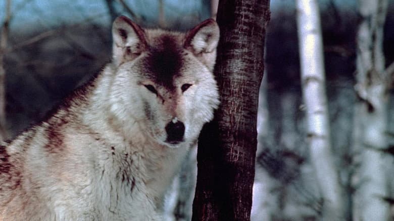 Backdrop from Wolf Pack