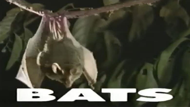 Backdrop from Predators of the Wild: Bats