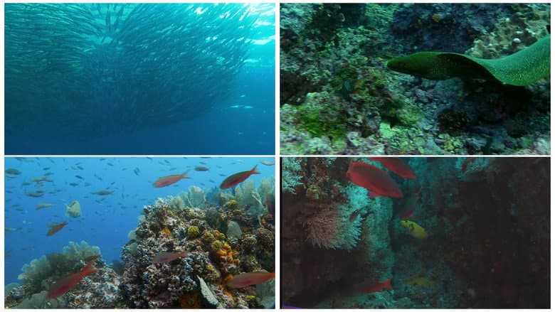 Backdrop from World Natural Heritage Colombia: Malpelo National Park