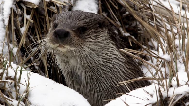 Backdrop from Seasons of the Otter