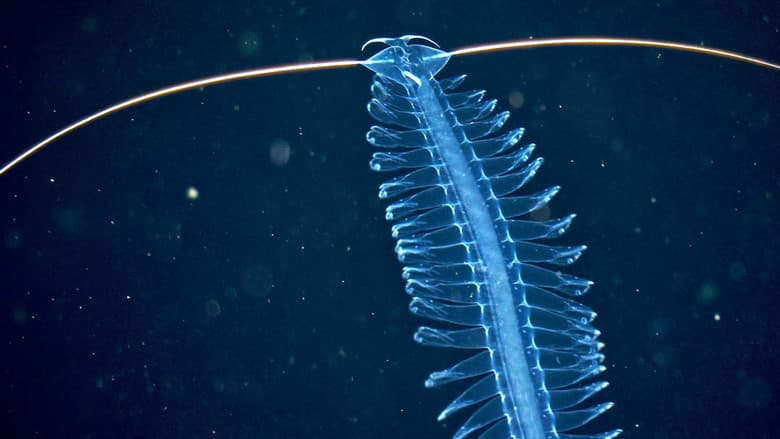 Backdrop from Deep sea exploration : the last frontiers on Earth