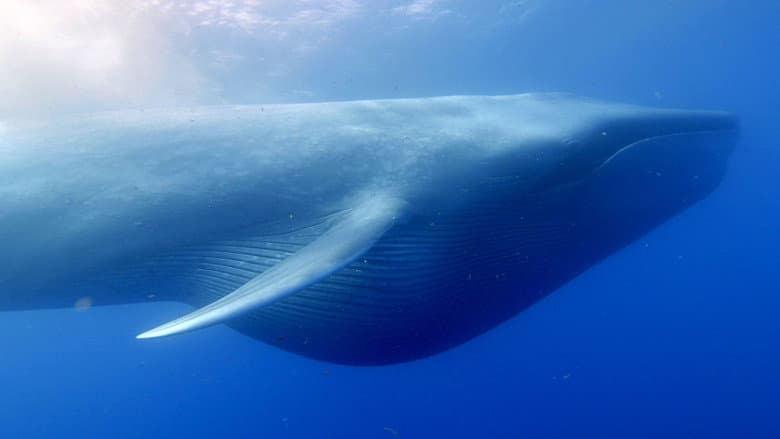 Backdrop from Ocean Giants