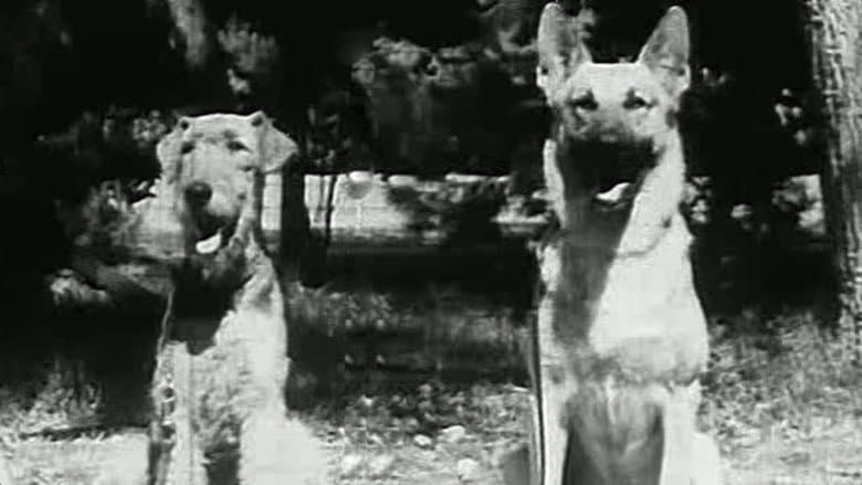 Backdrop from War Dogs