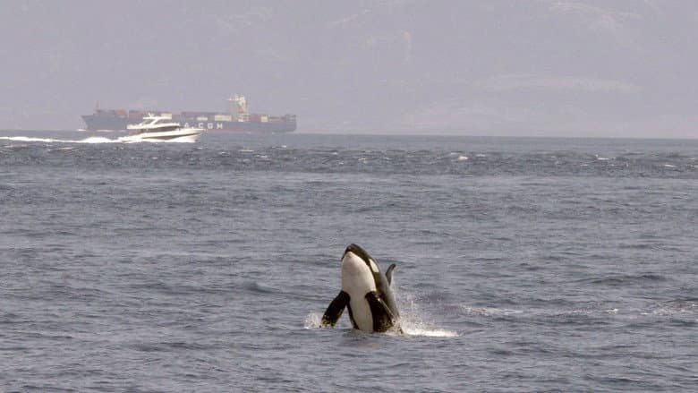 Backdrop from Achtung Orcas! Gefahr vor Gibraltar?