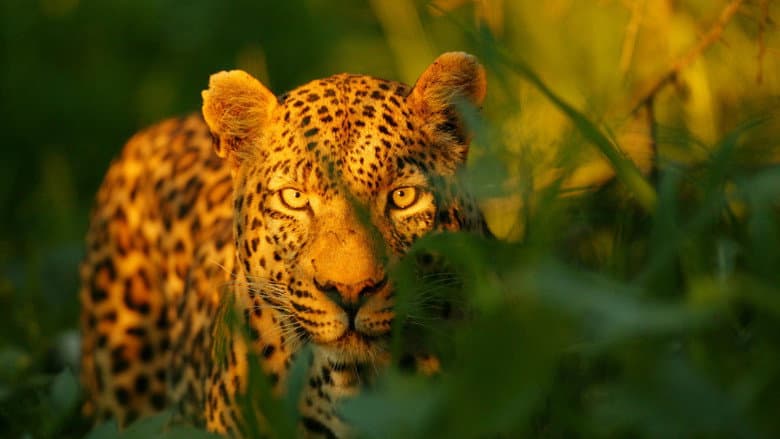 Backdrop from The Unlikely Leopard