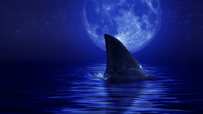 Backdrop from Shark Side of the Moon