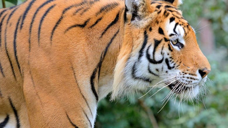 Кадр із фільму «Tigre de Sibérie, seigneur sans frontières»