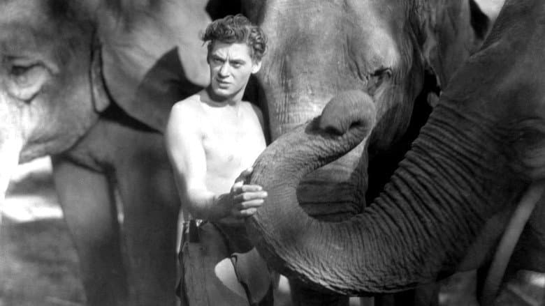 Backdrop from Tarzan the Ape Man