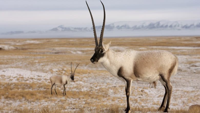 Backdrop from Rare Survivors: China's Iconic Wildlife