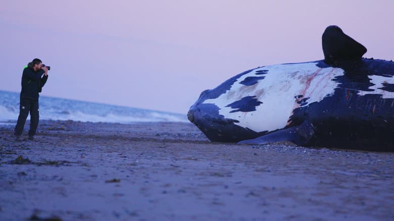 Кадр із фільму «Last of the Right Whales»