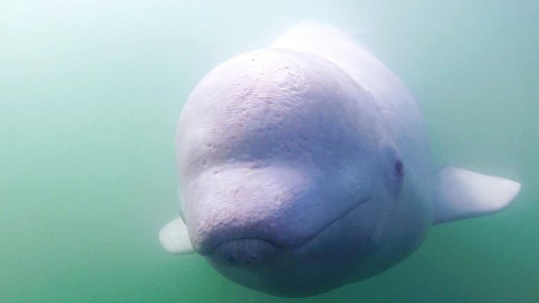Кадр із фільму «Call of the Baby Beluga»