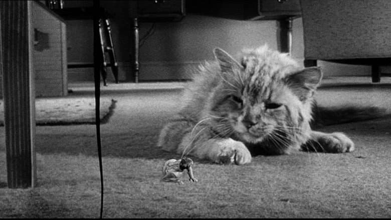 Backdrop from The Incredible Shrinking Man