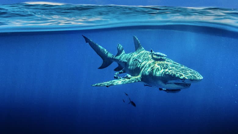 Backdrop from Sky Sharks