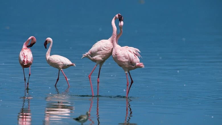 Backdrop from Nature: Love in the Animal Kingdom