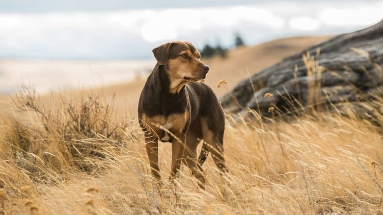 Backdrop from A Dog's Way Home