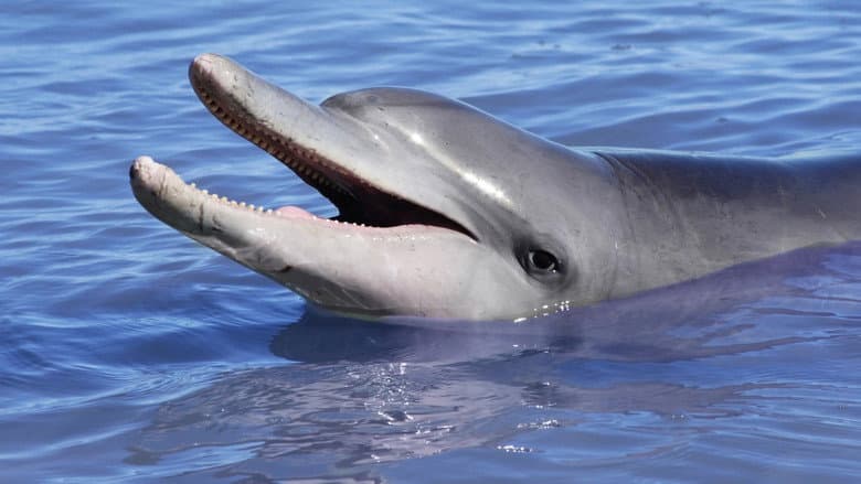 Backdrop from Dolphins: Is Our Love Too Deep?