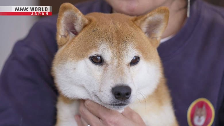 Backdrop from Digging Deep: What Makes Shiba Inu Dogs So Special?