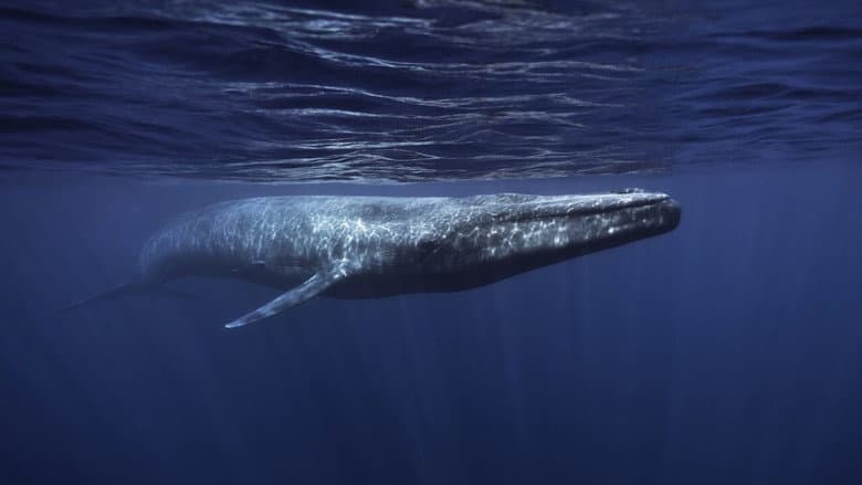 Backdrop from Whales in Crisis