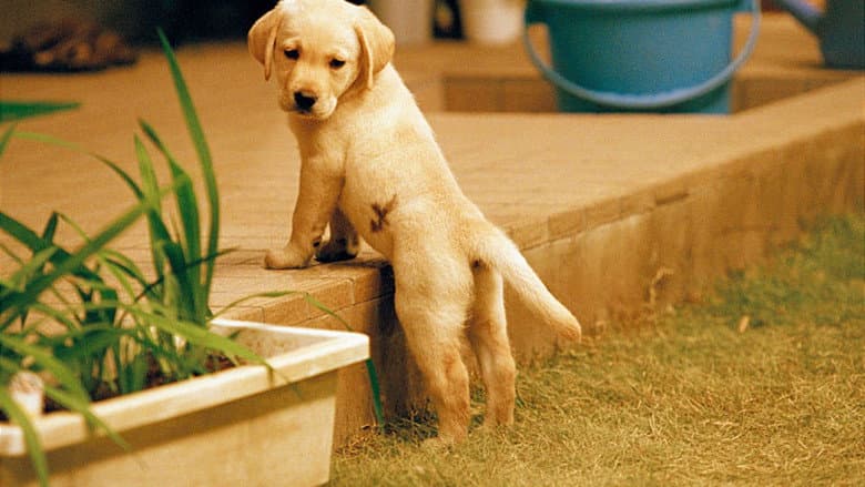 Backdrop from Quill: The Life of a Guide Dog