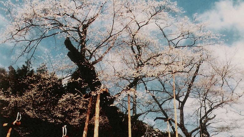 Backdrop from The Cherry Tree with Gray Blossoms