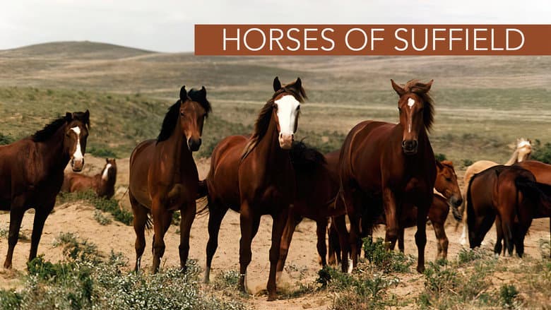 Backdrop from Horses of Suffield