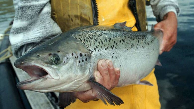 Backdrop from Fish: Farming in Troubled Waters
