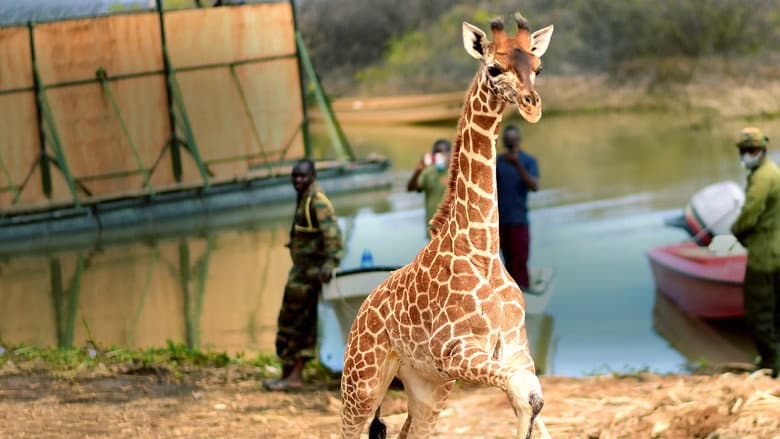 Backdrop from Saving Giraffes: The Long Journey Home