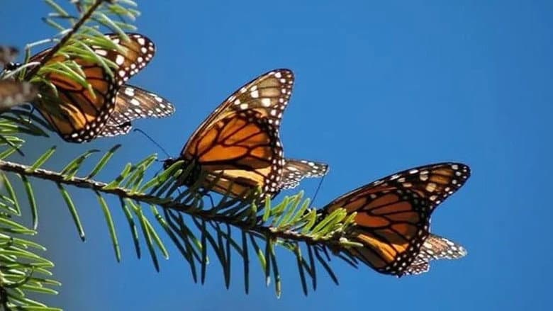 Backdrop from The Incredible Journey of the Butterflies