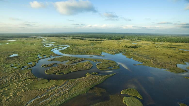 Backdrop from National Parks Exploration Series: The Everglades
