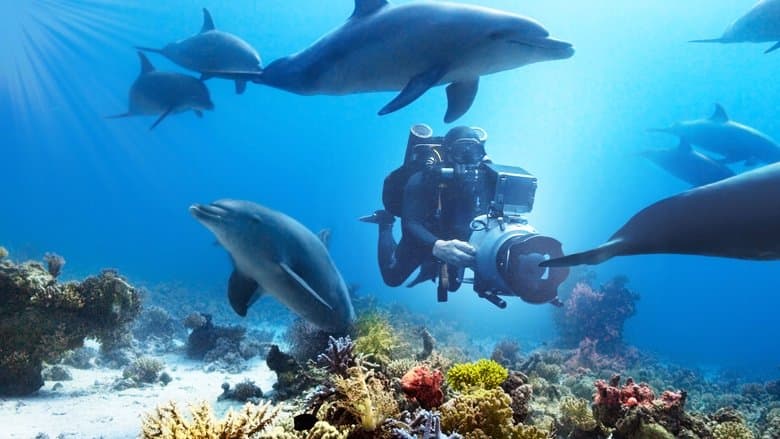 Backdrop from Diving with Dolphins