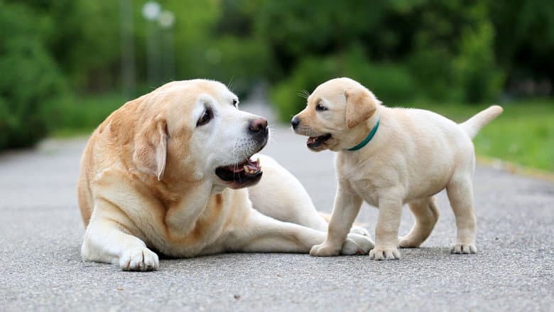 Backdrop from National Geographic Explorer: Science of Dogs