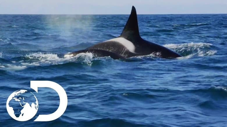 Backdrop from Killer Whales: the Mega Hunt