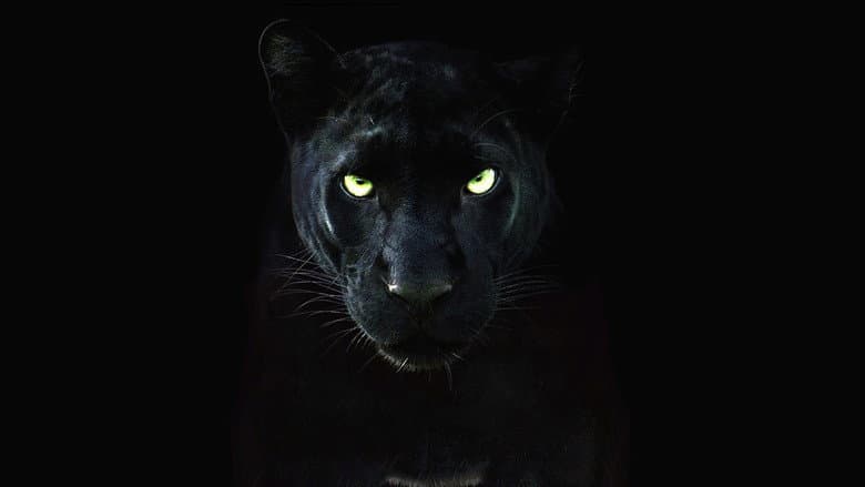 Backdrop from The Real Black Panther