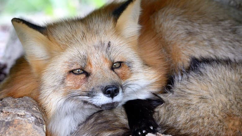 Backdrop from A Wild Fox Life