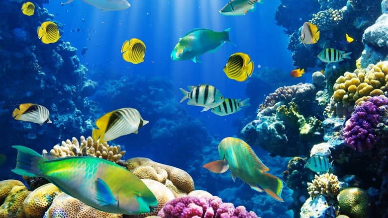 Backdrop from Fish School 2