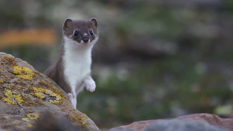 Backdrop from Weasels: Feisty and Fearless
