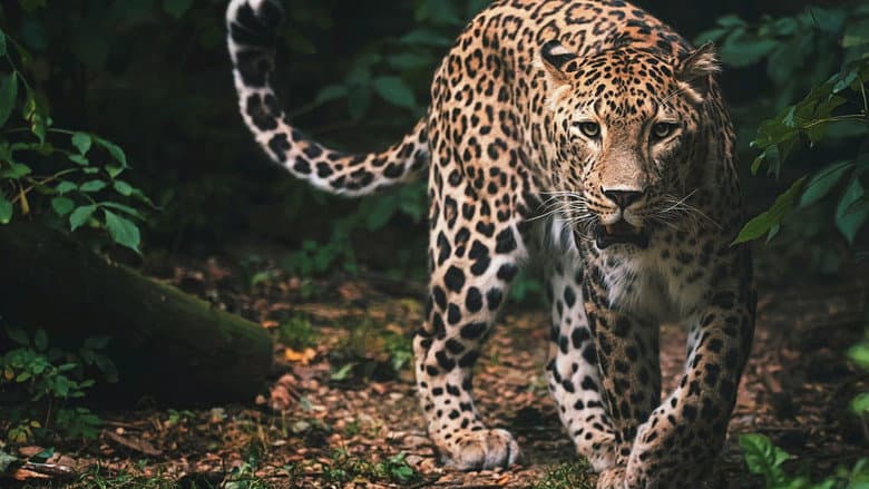 Кадр із фільму «Sri Lanka: Leopard Dynasty»