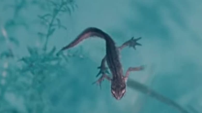 Backdrop from Life and Death in A Pond