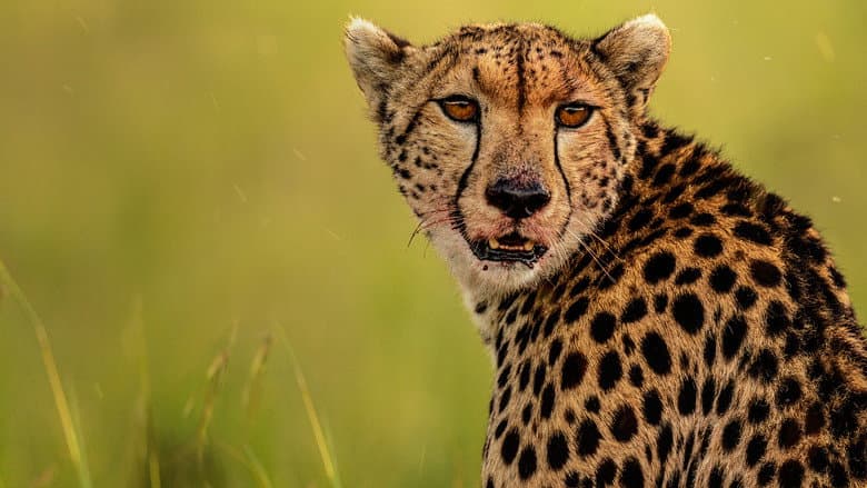 Backdrop from The Way of the Cheetah