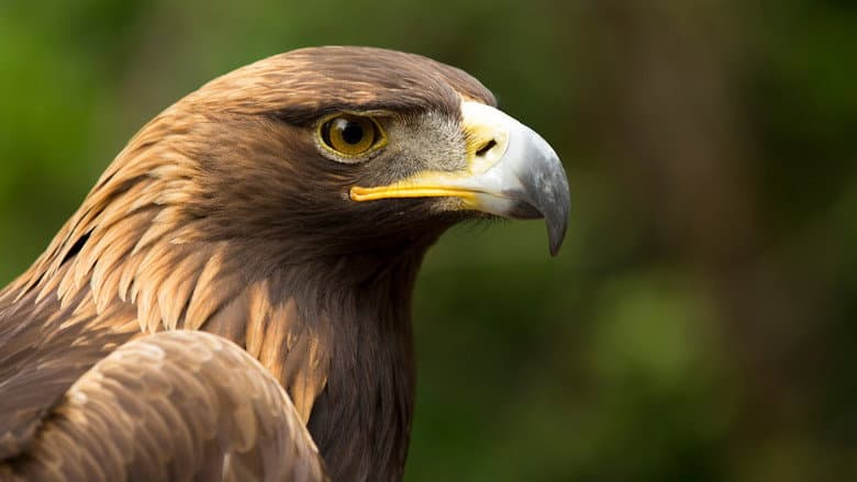 Backdrop from Eagle Power