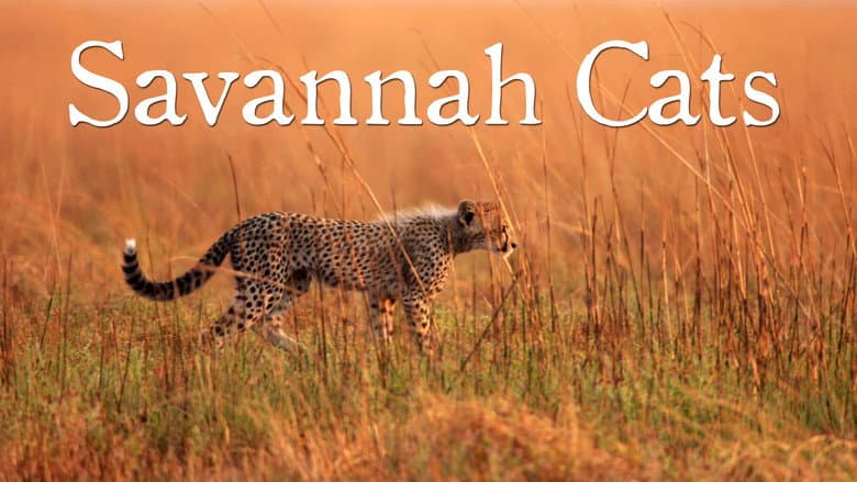Backdrop from Savannah Cats