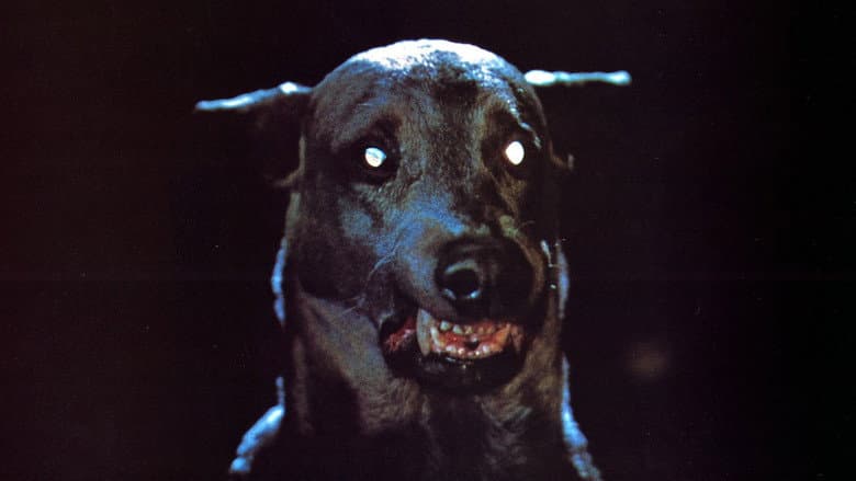 Backdrop from Zoltan… Hound of Dracula