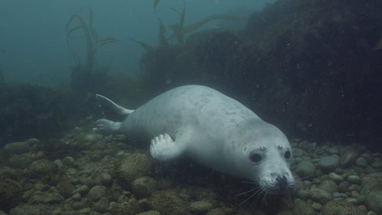 Backdrop from Grey Seals: A Journey of Survival