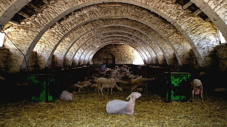 Backdrop from Leader-Sheep