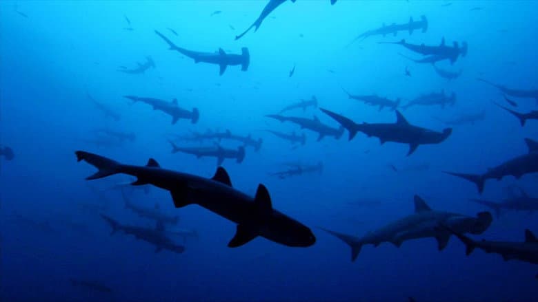 Backdrop from Sharkwater