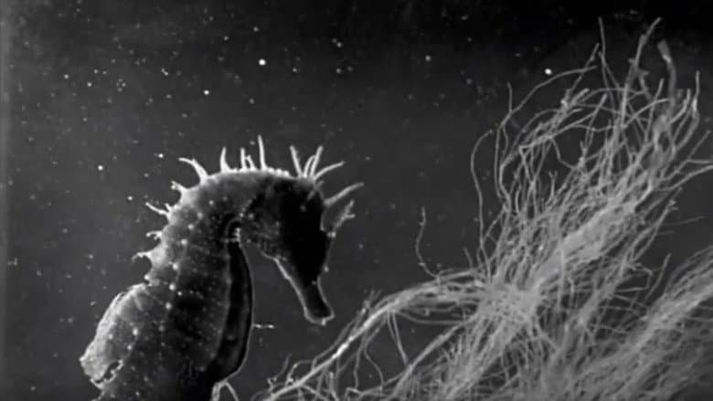 Кадр із фільму «Science Is Fiction: The Films of Jean Painlevé»