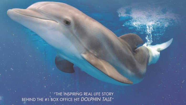 Backdrop from Winter, the Dolphin That Can
